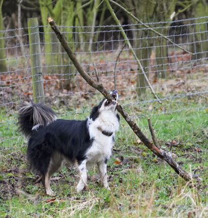 Border Collie, Collies, Dog, Dogs, Play, Playing, Playtime, Run, Running, Stinky