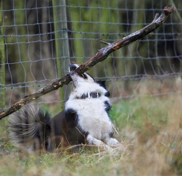 Border Collie, Collies, Dog, Dogs, Play, Playing, Playtime, Run, Running, Stinky
