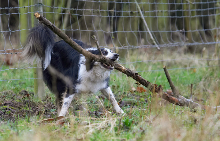 Border Collie, Collies, Dog, Dogs, Play, Playing, Playtime, Run, Running, Stinky