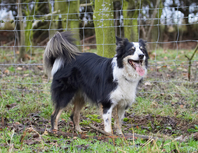 Border Collie, Collies, Dog, Dogs, Play, Playing, Playtime, Run, Running, Stinky