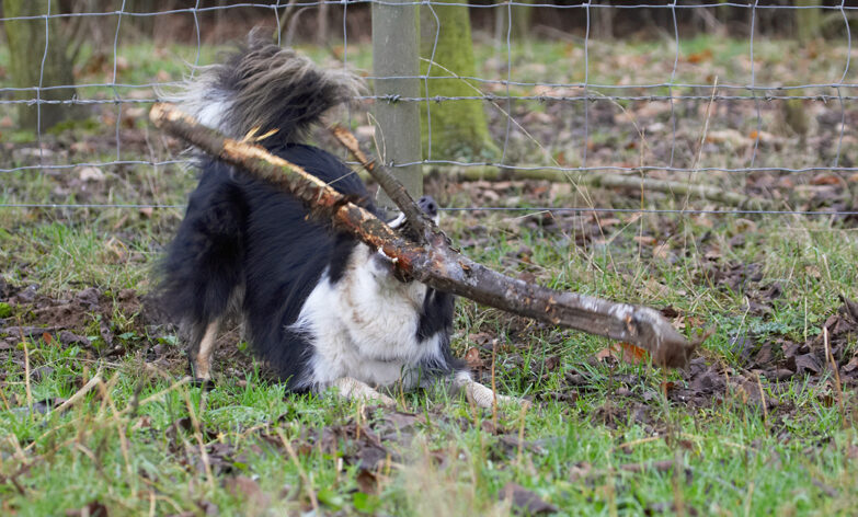 Border Collie, Collies, Dog, Dogs, Play, Playing, Playtime, Run, Running, Stinky