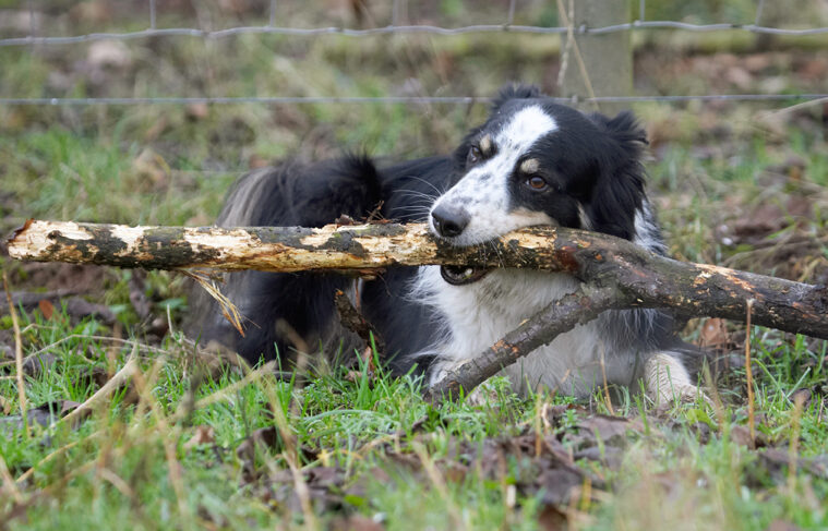 Border Collie, Collies, Dog, Dogs, Play, Playing, Playtime, Run, Running, Stinky