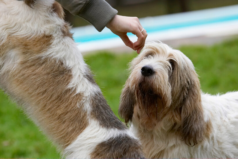 Alfie, Dog, Dogs, Grand Vendeen Bassett Hound, Hounds, Libbie