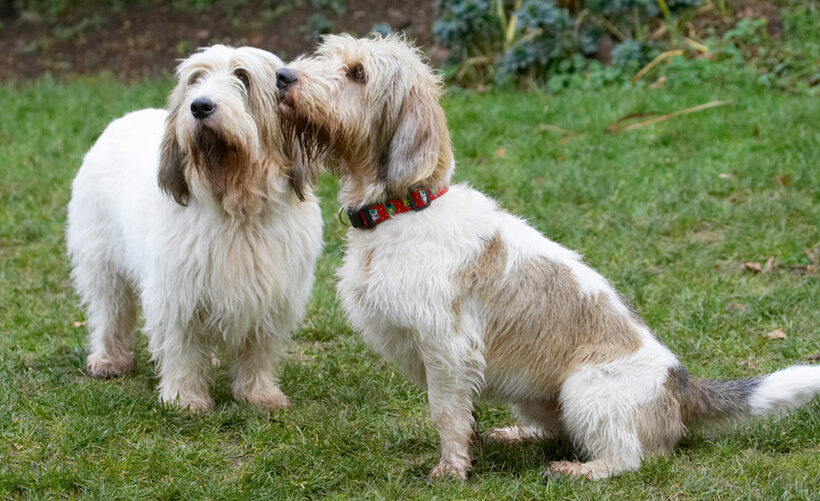 Alfie, Dog, Dogs, Grand Vendeen Bassett Hound, Hounds, Libbie