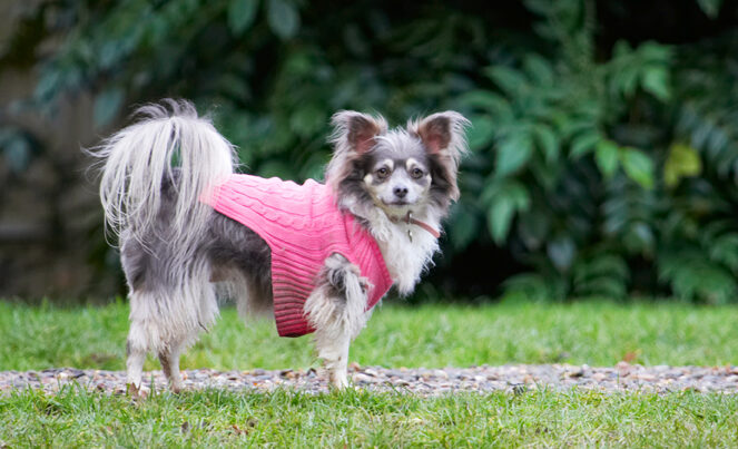 Chihuahuas, Dog, Dogs, Longhaired Chihuahua, Matt, Rose