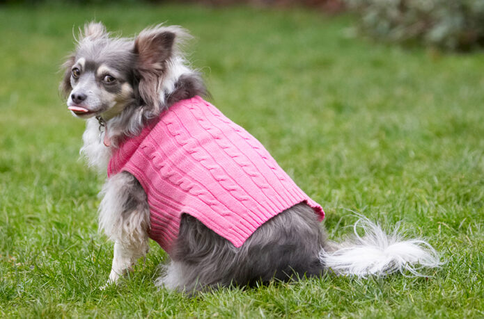 Chihuahuas, Dog, Dogs, Longhaired Chihuahua, Matt, Rose, Sitting, Tongue