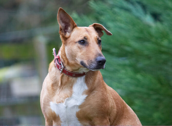Dog, Dogs, English Bull Terrier, Ruby, Staffordshire, Terriers