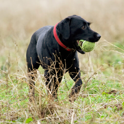 Ball, Dog, Dogs, Harvey, Labrador, Play, Playing, Playtime, Run, Running
