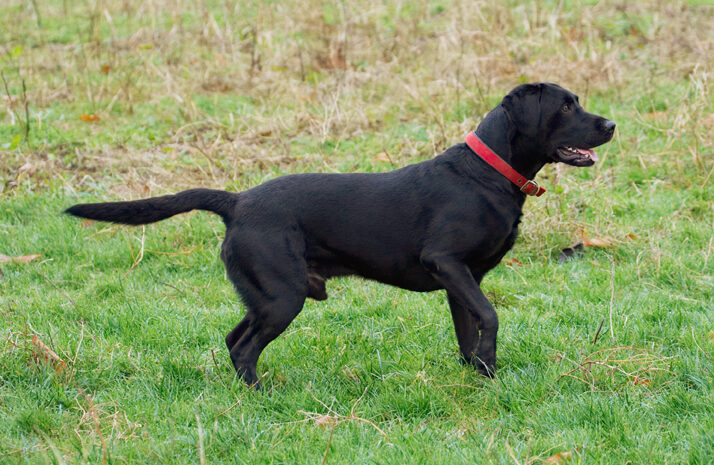 Buddy, Dog, Dogs, Harvey, Labrador, Play, Playing, Playtime, Run, Running