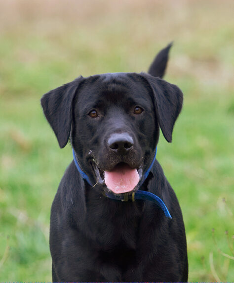 Buddy, Dog, Dogs, Labrador, Play, Playing, Playtime, Run, Running, Tongue