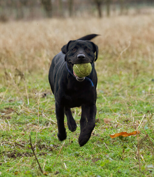 Ball, Buddy, Dog, Dogs, Labrador, Play, Playing, Playtime, Run, Running