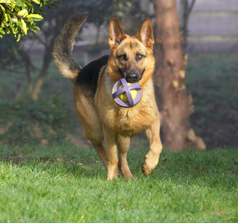 Sasha Running With The Ball