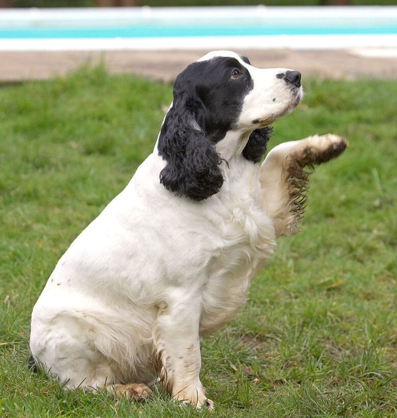 OK, OK, I'll shake paws