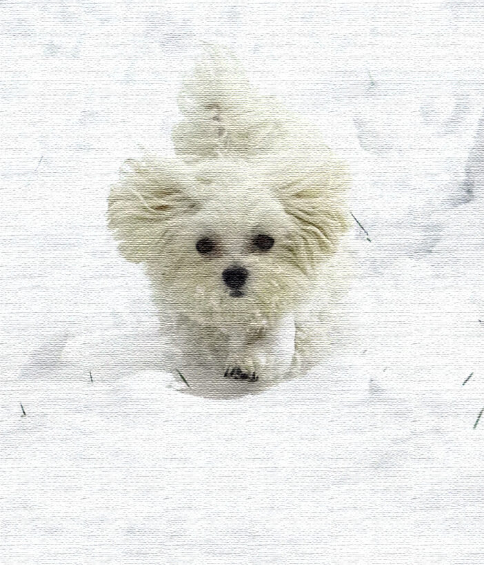 Wow, snow - good camouflage for me