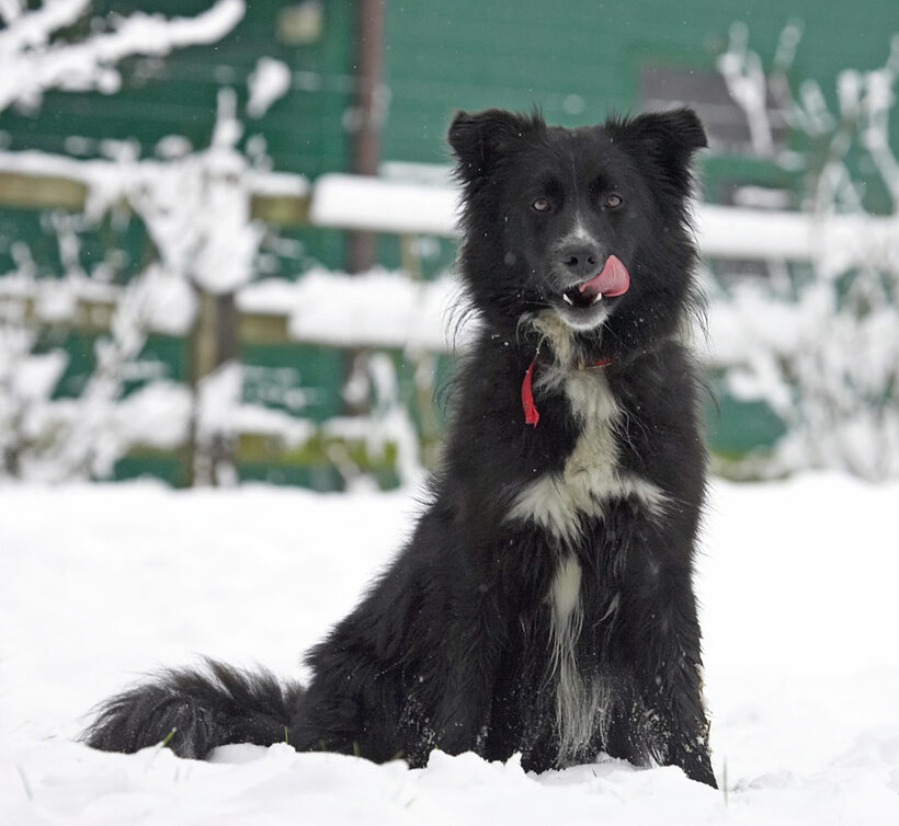 I know, don't eat the yellow snow