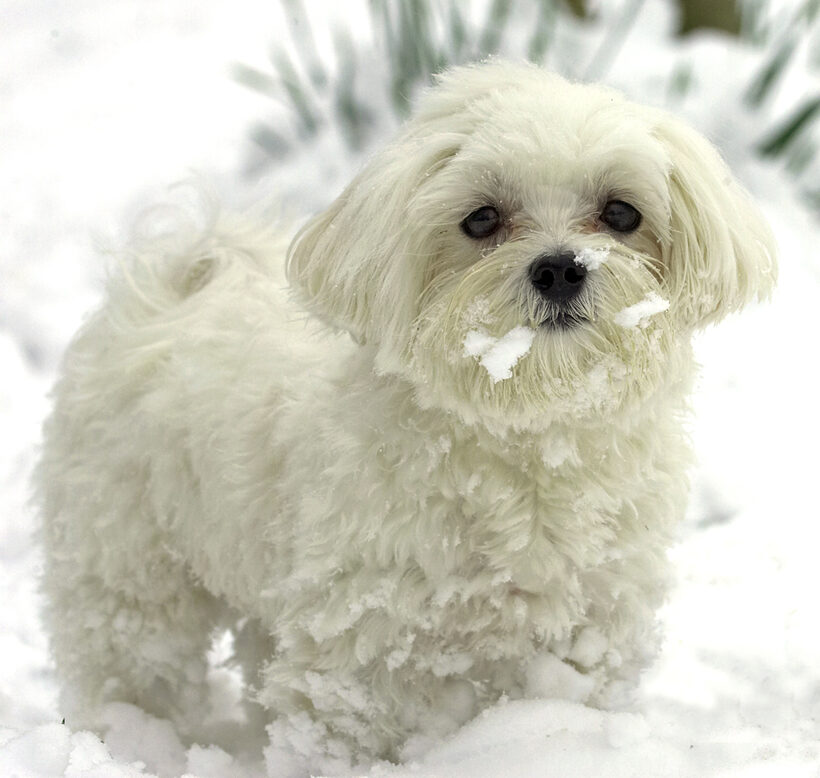 Look, I'm not eating the yellow snow