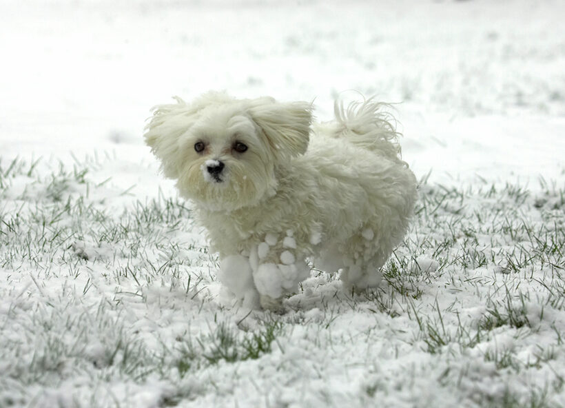 I  just love this white stuff