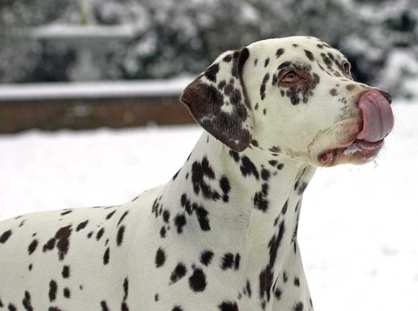 I didn't eat  the yellow snow