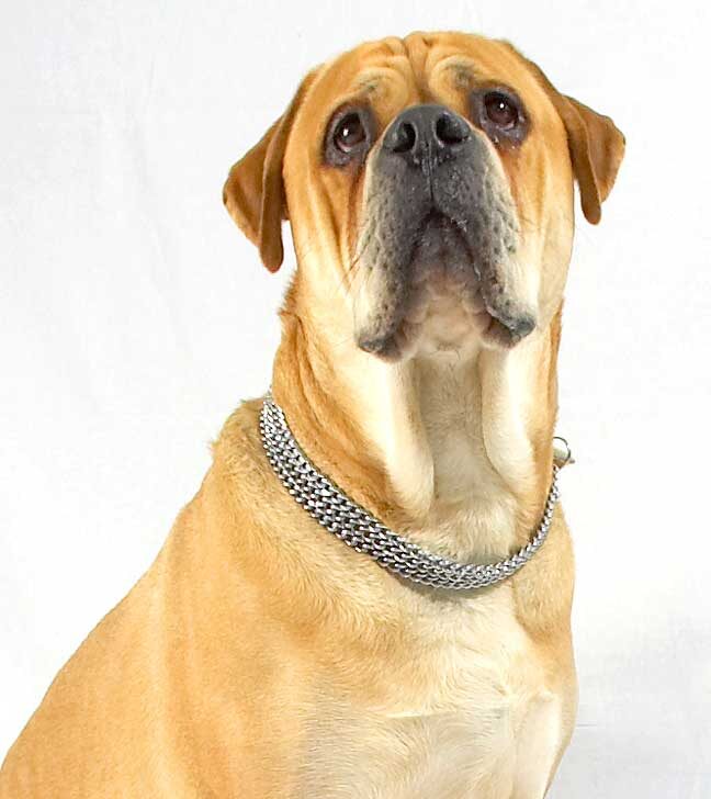 Brutus -- A Portrait
