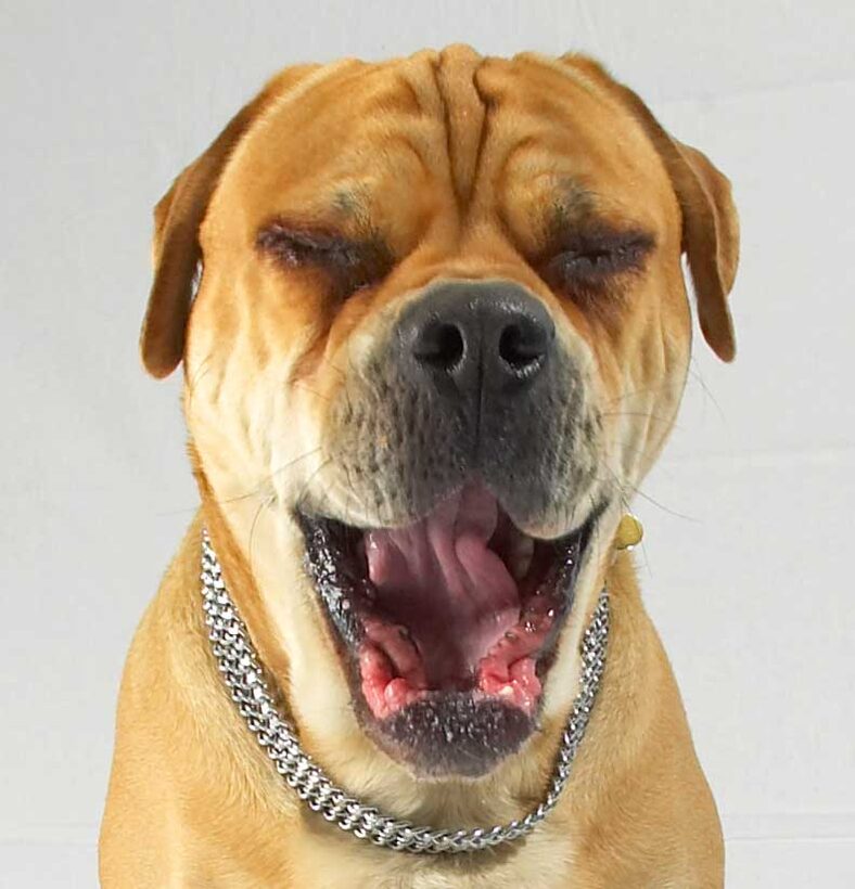 Brutus Yawning