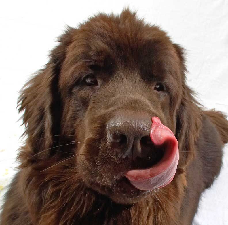 Toby Licking His Chops