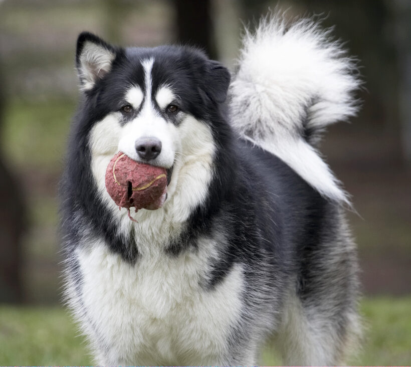 Ball, Baxter, Dog, Dogs, Malamute, Play, Playing, Playtime
