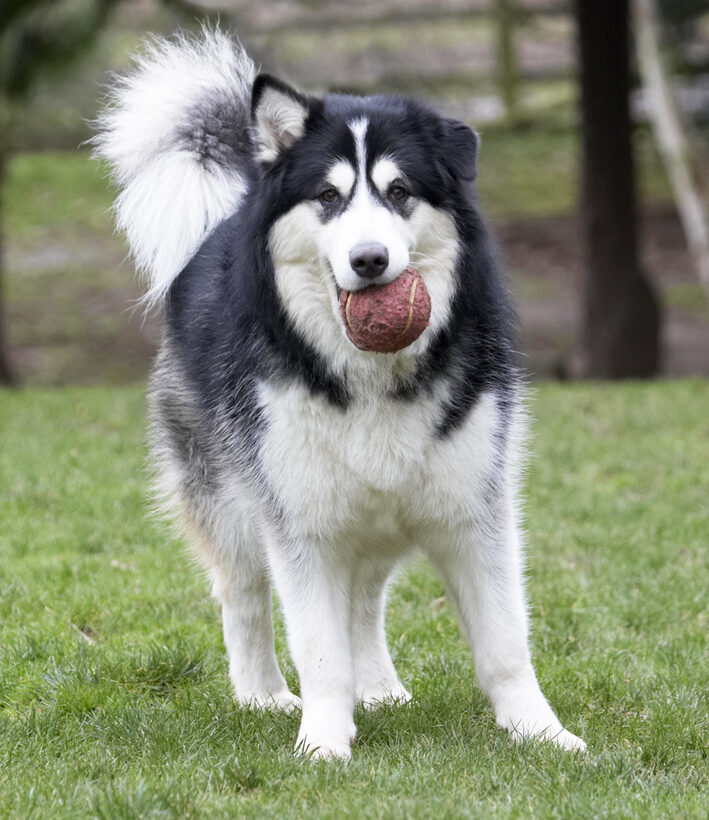 Ball, Baxter, Dog, Dogs, Malamute, Play, Playing, Playtime