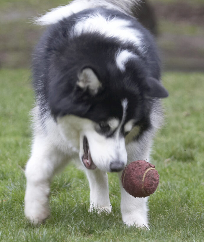 Ball, Baxter, Dog, Dogs, Malamute, Play, Playing, Playtime