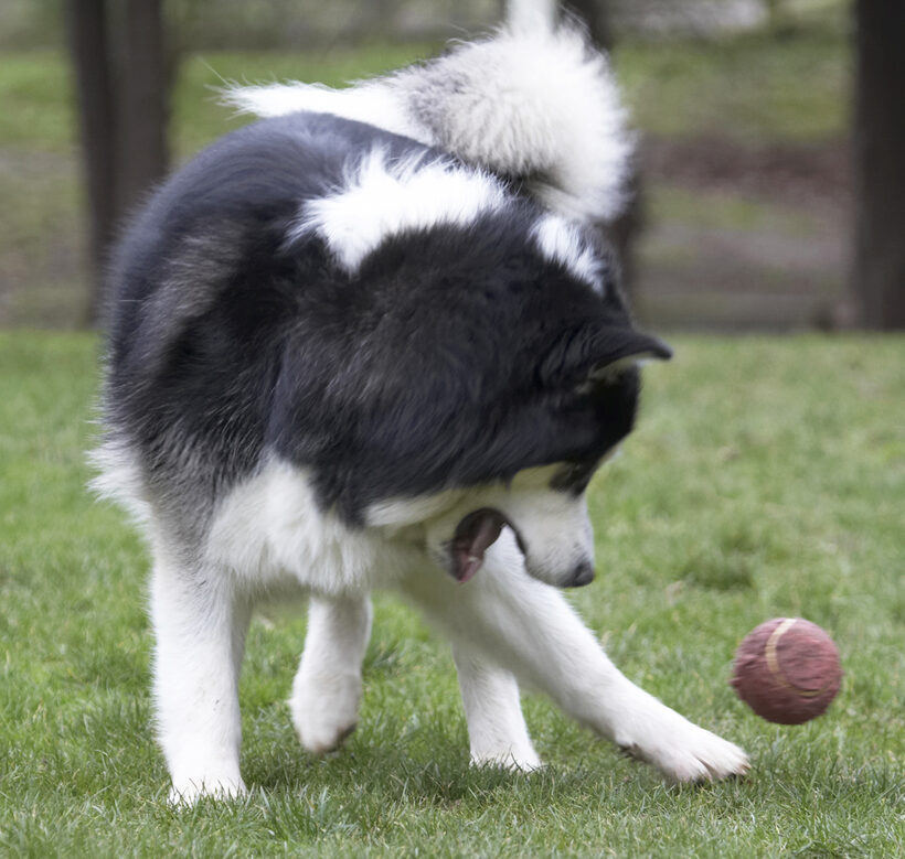 Ball, Baxter, Dog, Dogs, Malamute, Play, Playing, Playtime
