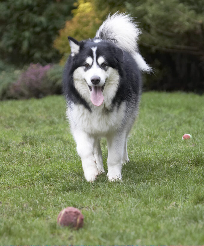 Ball, Baxter, Dog, Dogs, Malamute, Play, Playing, Playtime, Tongue
