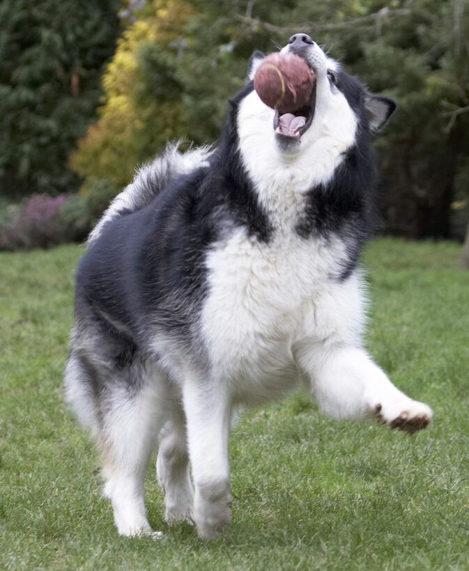 Ball, Baxter, Dog, Dogs, Leap, Leaping, Malamute, Play, Playing, Playtime
