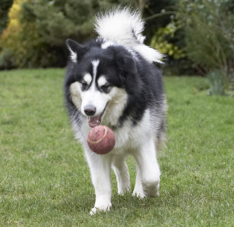 Ball, Baxter, Dog, Dogs, Malamute, Play, Playing, Playtime