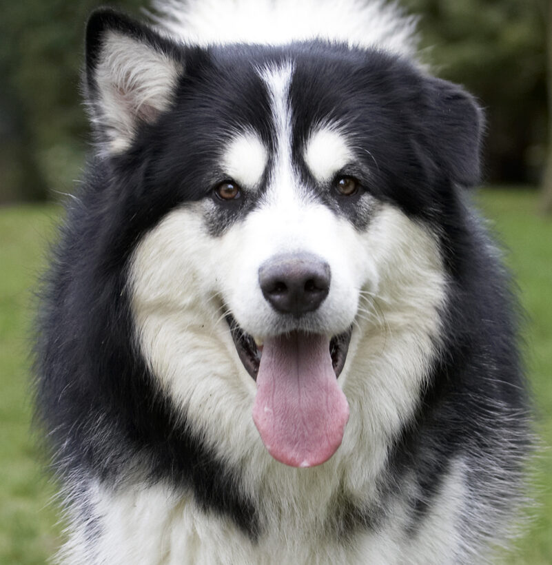 Baxter, Dog, Dogs, Head, Malamute, Play, Playing, Playtime, Portrait, Pose, Posing, Smile, Smiling, Tongue