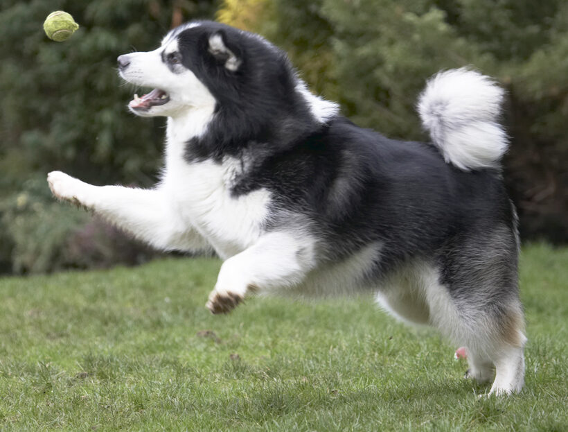 Ball, Baxter, Dog, Dogs, Jump, Jumping, Leap, Leaping, Malamute, Play, Playing, Playtime