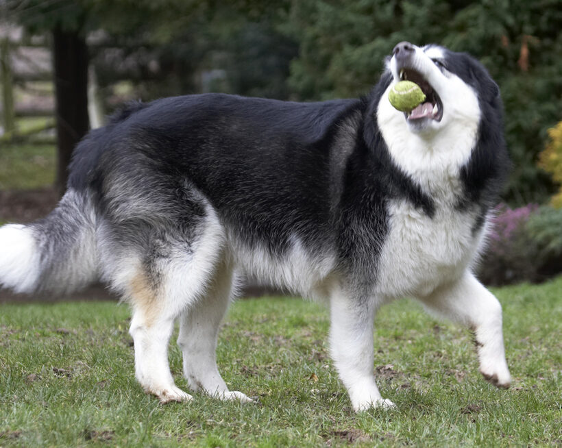 Ball, Baxter, Catch, Catching, Dog, Dogs, Malamute, Play, Playing, Playtime