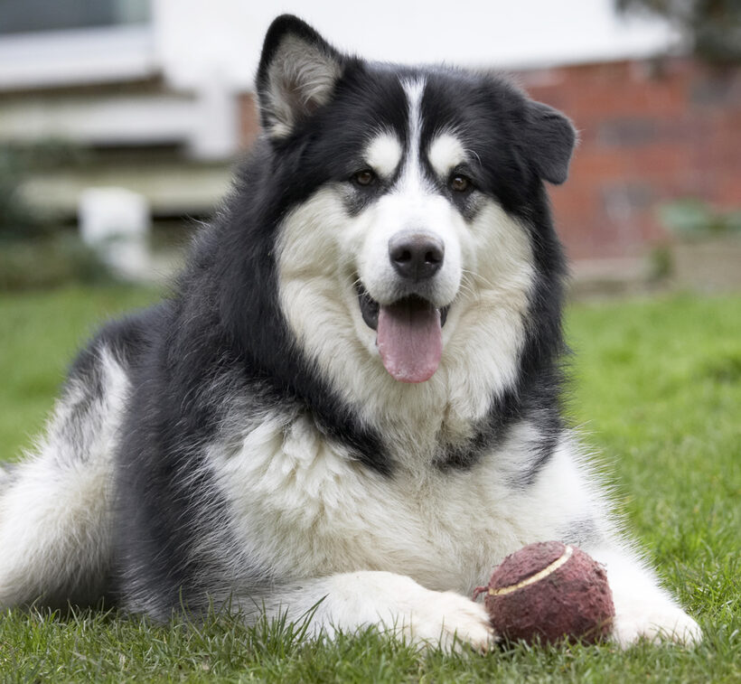 Ball, Baxter, Dog, Dogs, Malamute, Play, Playing, Playtime, Smile, Smiling, Tongue