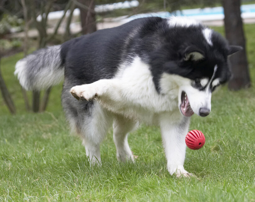 Ball, Baxter, Dog, Dogs, Malamute, Play, Playing, Playtime