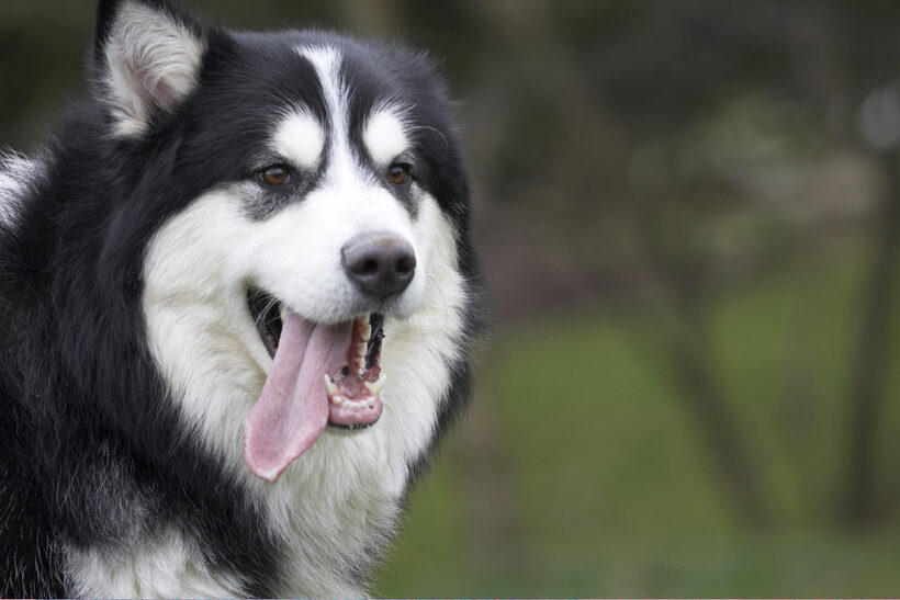 Baxter, Dog, Dogs, Head, Malamute, Play, Playing, Playtime, Portrait, Pose, Posing, Tongue