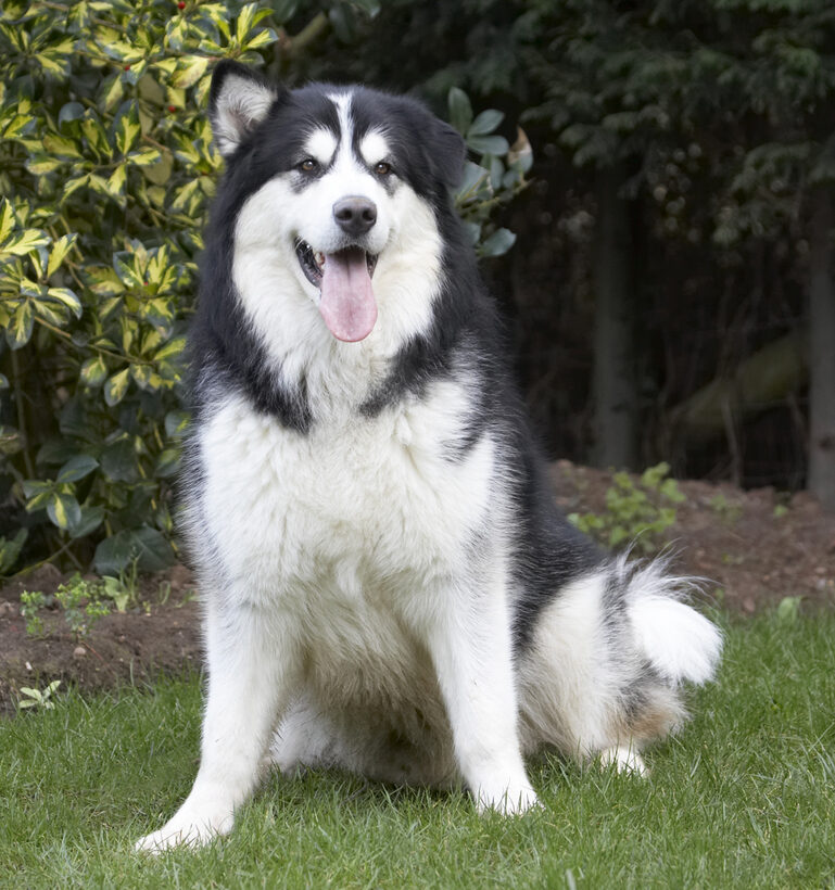 Baxter, Dog, Dogs, Malamute, Play, Playing, Playtime, Sit, Sitting, Tongue
