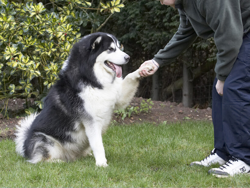 Baxter, Dog, Dogs, Jed, Malamute, Paw, Play, Playing, Playtime, Shake, Tongue