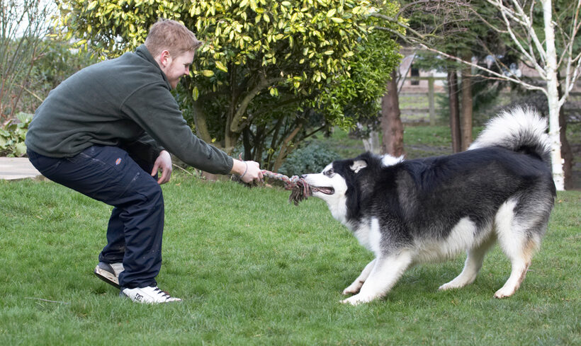 Baxter, Dog, Dogs, Jed, Malamute, Play, Playing, Playtime, Rope, Tug-o-war