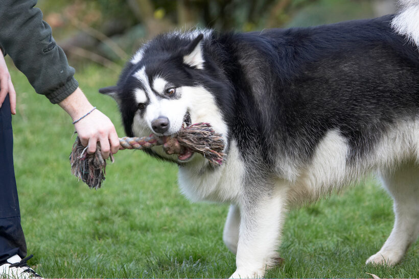 Baxter, Dog, Dogs, Malamute, Play, Playing, Playtime, Rope, Tug-o-war