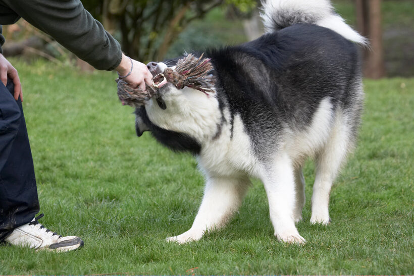 Baxter, Dog, Dogs, Malamute, Play, Playing, Playtime, Rope, Tug-o-war