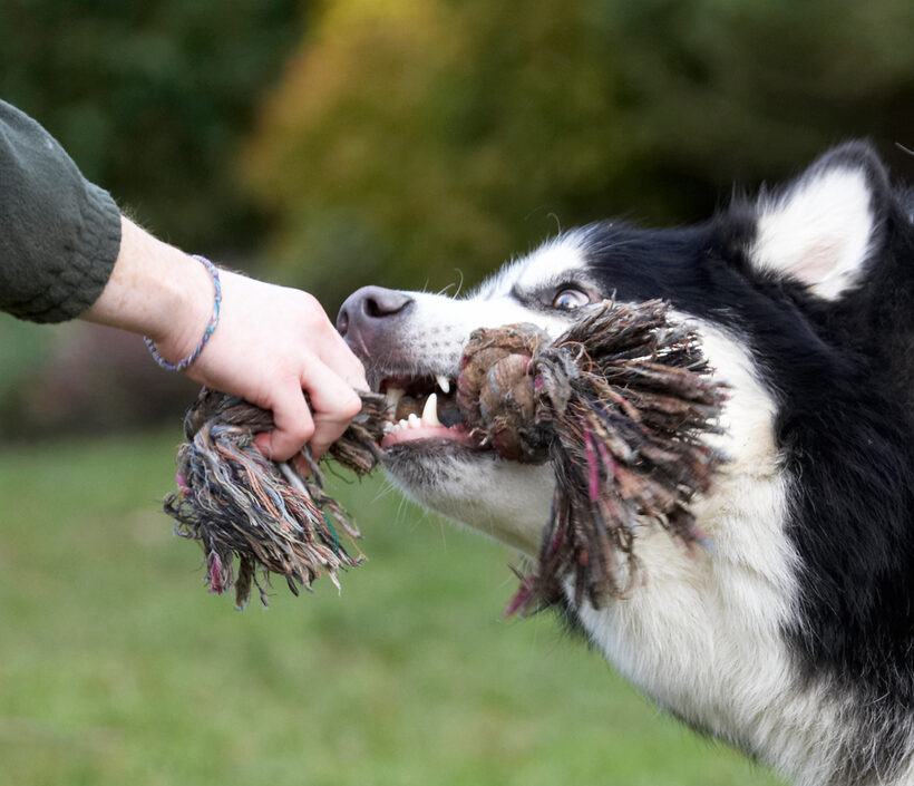 Baxter, Dog, Dogs, Malamute, Play, Playing, Playtime, Rope, Tug-o-war
