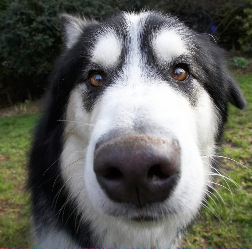 Baxter, Dog, Dogs, Malamute, Nose, Play, Playing, Playtime