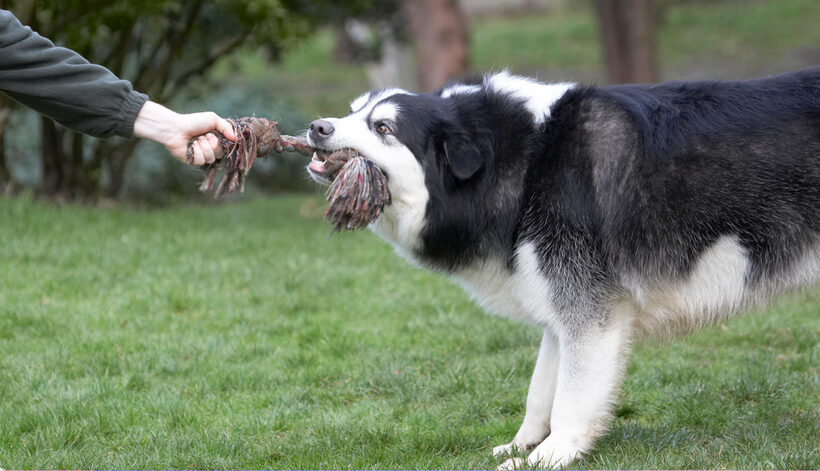 Baxter, Dog, Dogs, Malamute, Play, Playing, Playtime, Rope, Tug-o-war