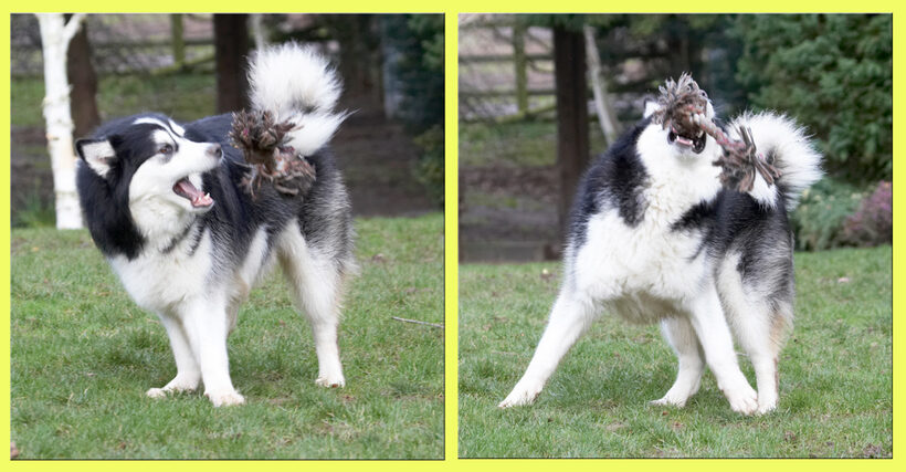 Baxter, Catch, Dog, Dogs, Malamute, Play, Playing, Playtime, Rope