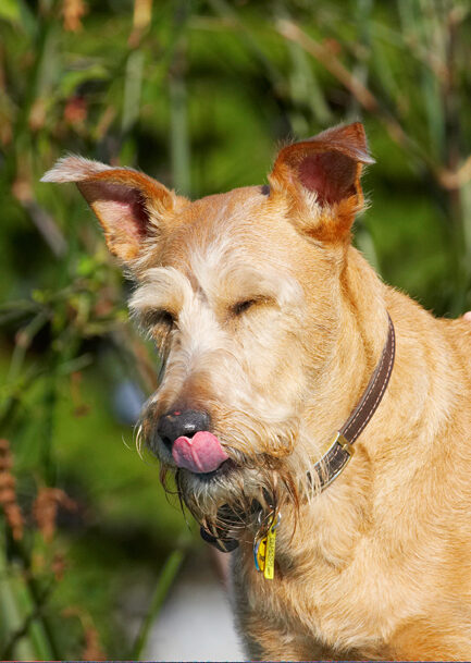 Animal, Animals, Canine, Canines, Dog, Dogs, Irish Terrier, Land Mammal, Land Mammals, Play, Playing, Playtime, Terrestrial Mammal, Terrestrial Mammals, Terriers, Tintin, Tongue