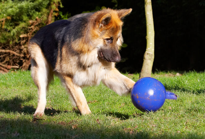 Alsatian, Alsatians, Animal, Animals, Ball, Canine, Canines, Dog, Dogs, Gatsby, German Shepherd, Land Mammal, Land Mammals, Play, Playing, Playtime, Terrestrial Mammal, Terrestrial Mammals