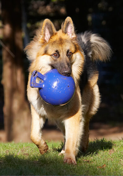 Alsatian, Alsatians, Animal, Animals, Canine, Canines, Dog, Dogs, Gatsby, German Shepherd, Land Mammal, Land Mammals, Play, Playing, Playtime, Terrestrial Mammal, Terrestrial Mammals